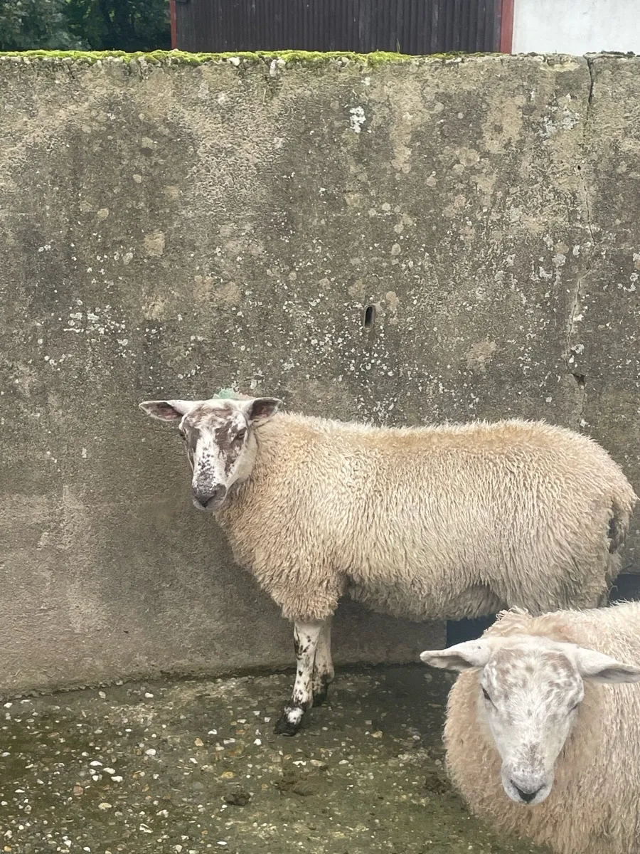Ewe lambs - Image 1