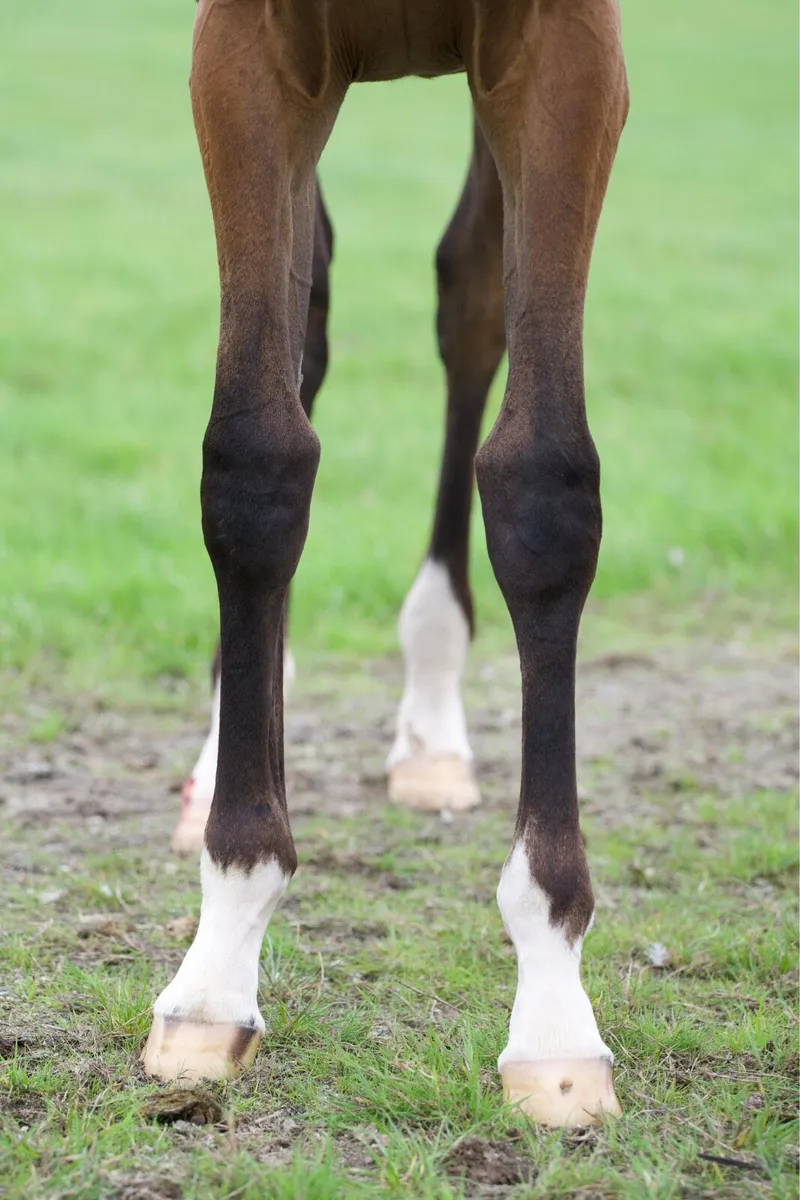 TB filly foal by Luxembourg - Image 2