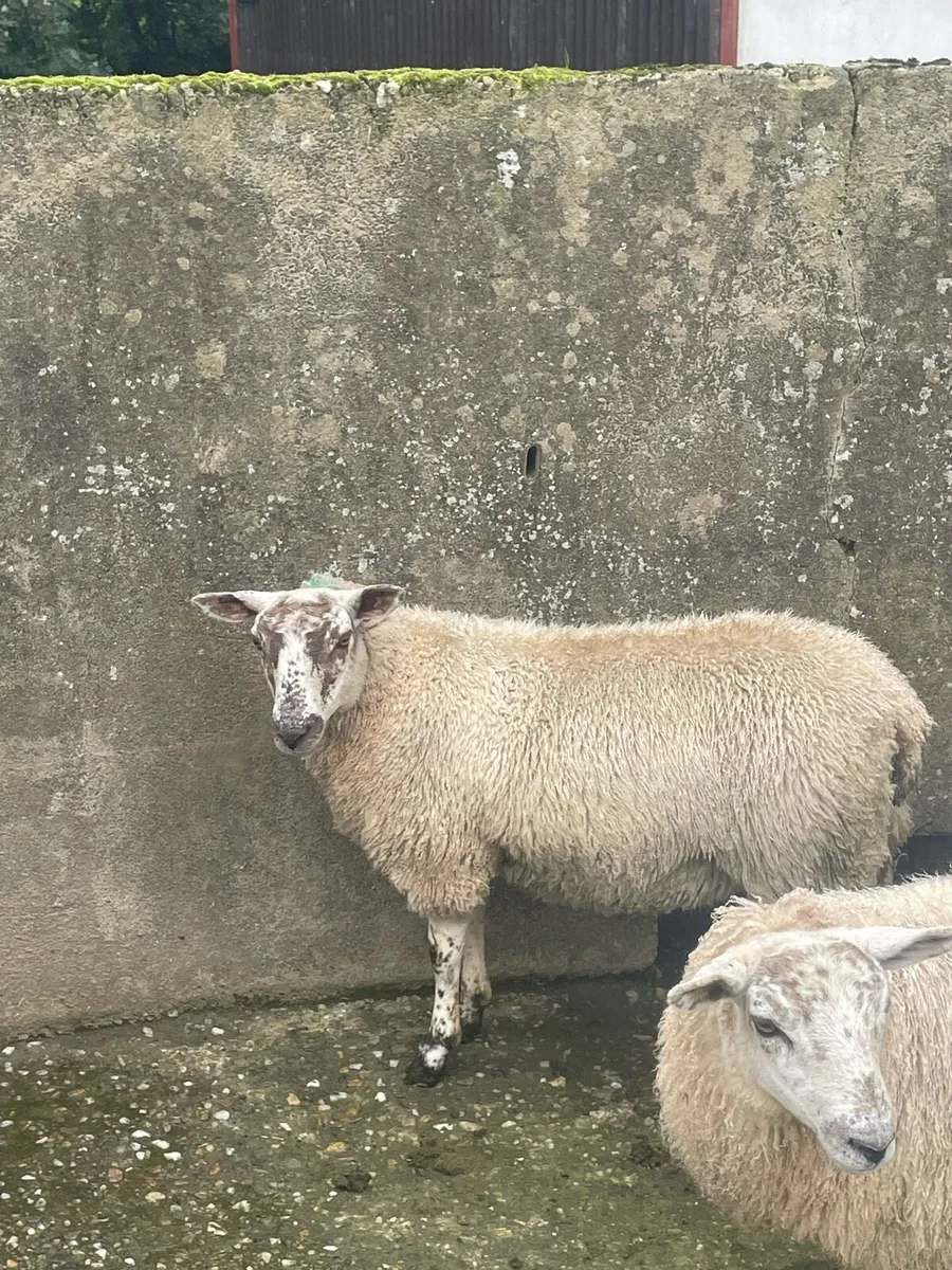 Ewe lambs - Image 3