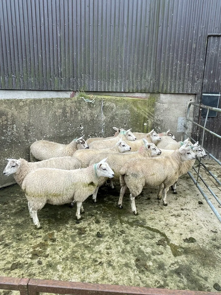 Ewe lambs - Image 4