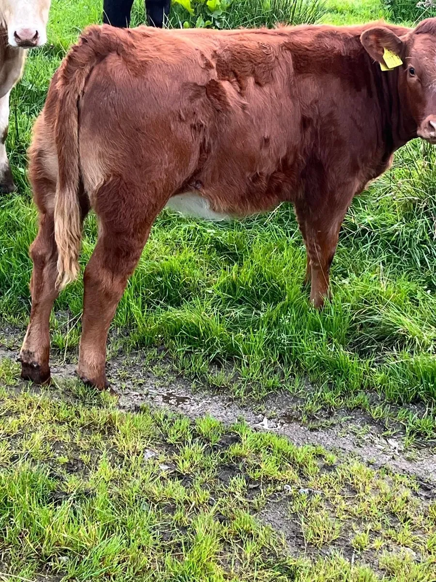 2 Shorthorn/Hereford cross Heifers - Image 3