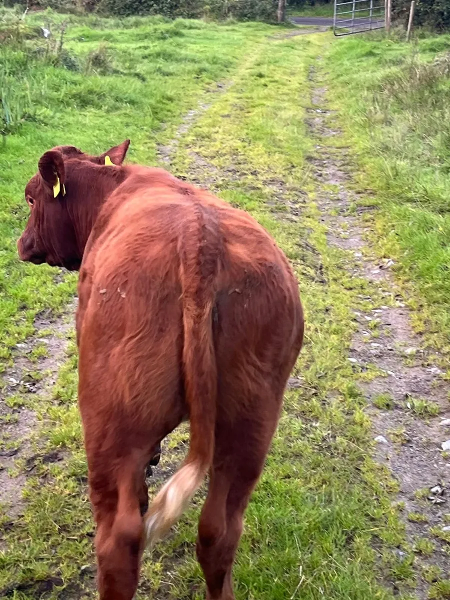 2 Shorthorn/Hereford cross Heifers - Image 1
