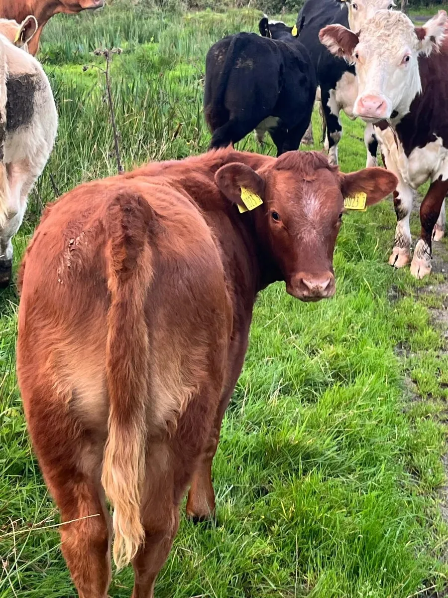 2 Shorthorn/Hereford cross Heifers - Image 2