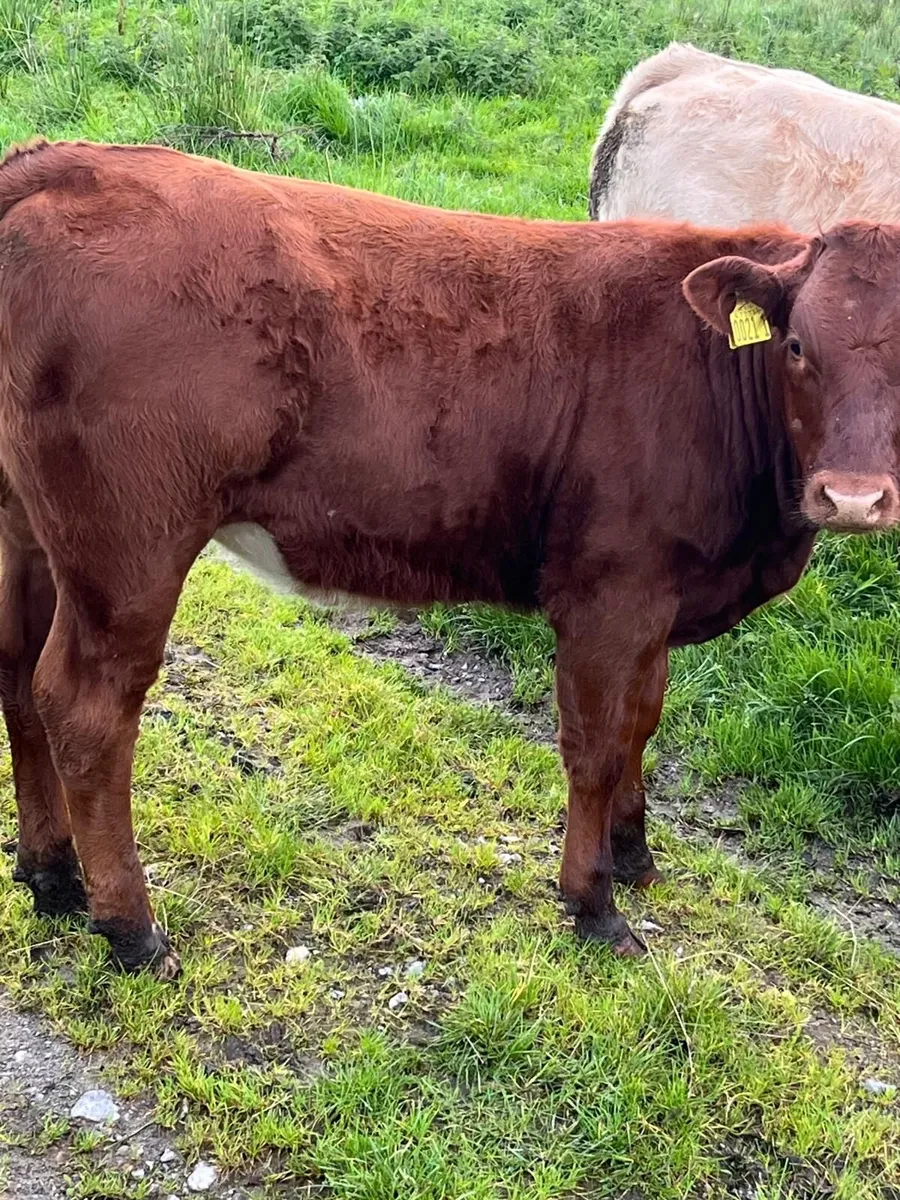 2 Shorthorn/Hereford cross Heifers - Image 4