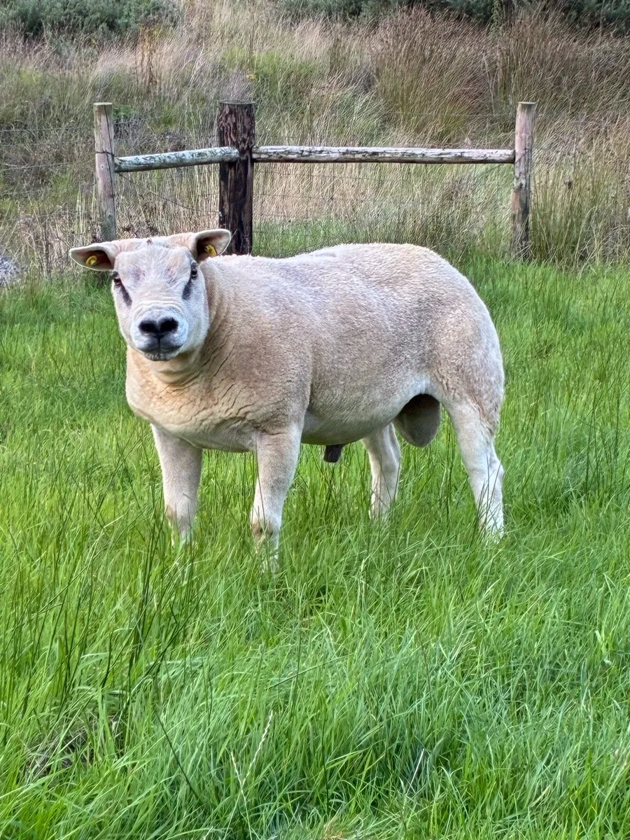 Super Texel ram - Image 2