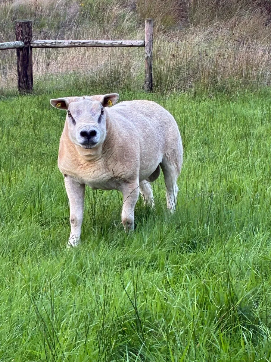 Super Texel ram - Image 1