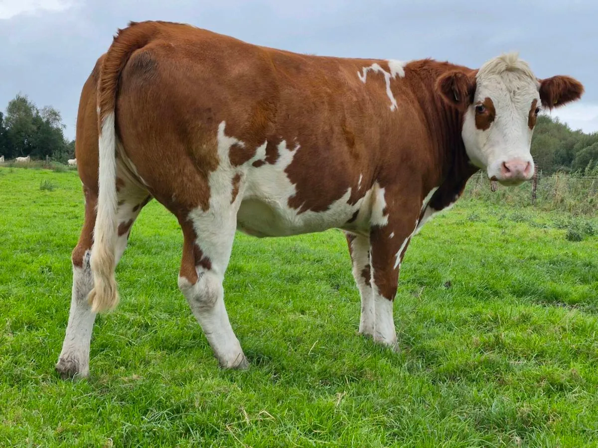🌟 🌟 In Calf Heifers 🌟 🌟 - Image 1