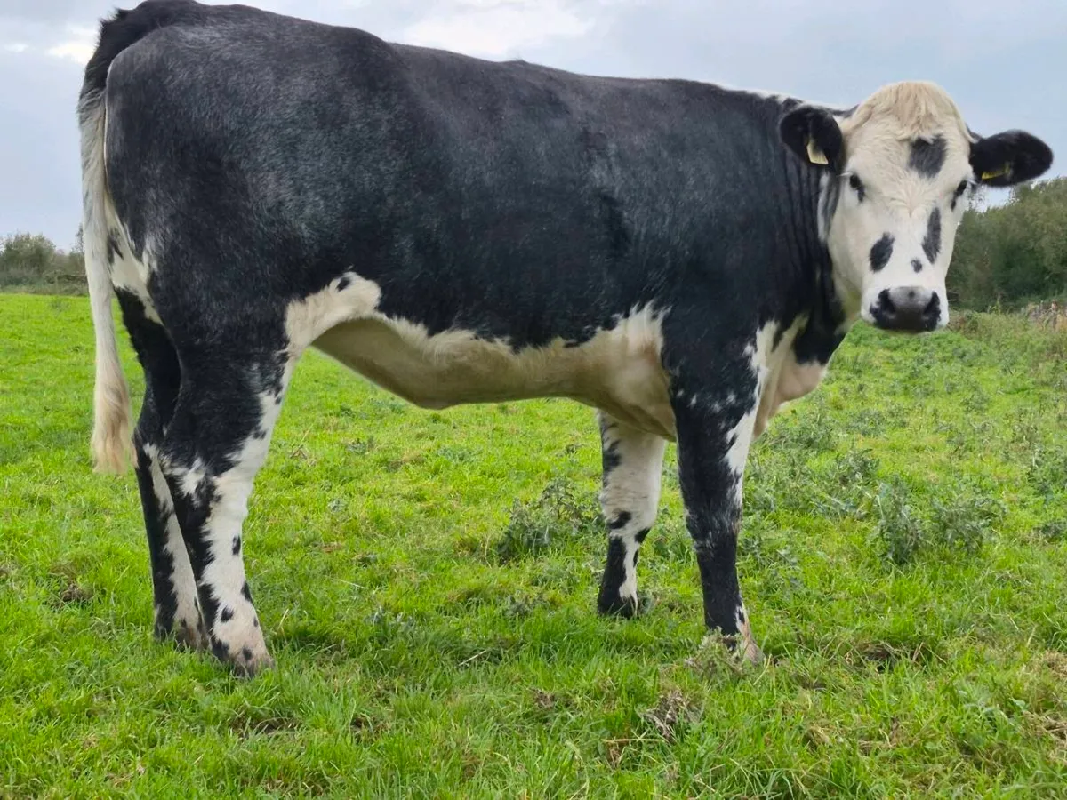 🌟 🌟 In Calf Heifers 🌟 🌟 - Image 2