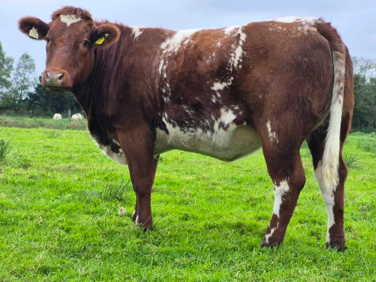 🌟 🌟 In Calf Heifers 🌟 🌟 - Image 3