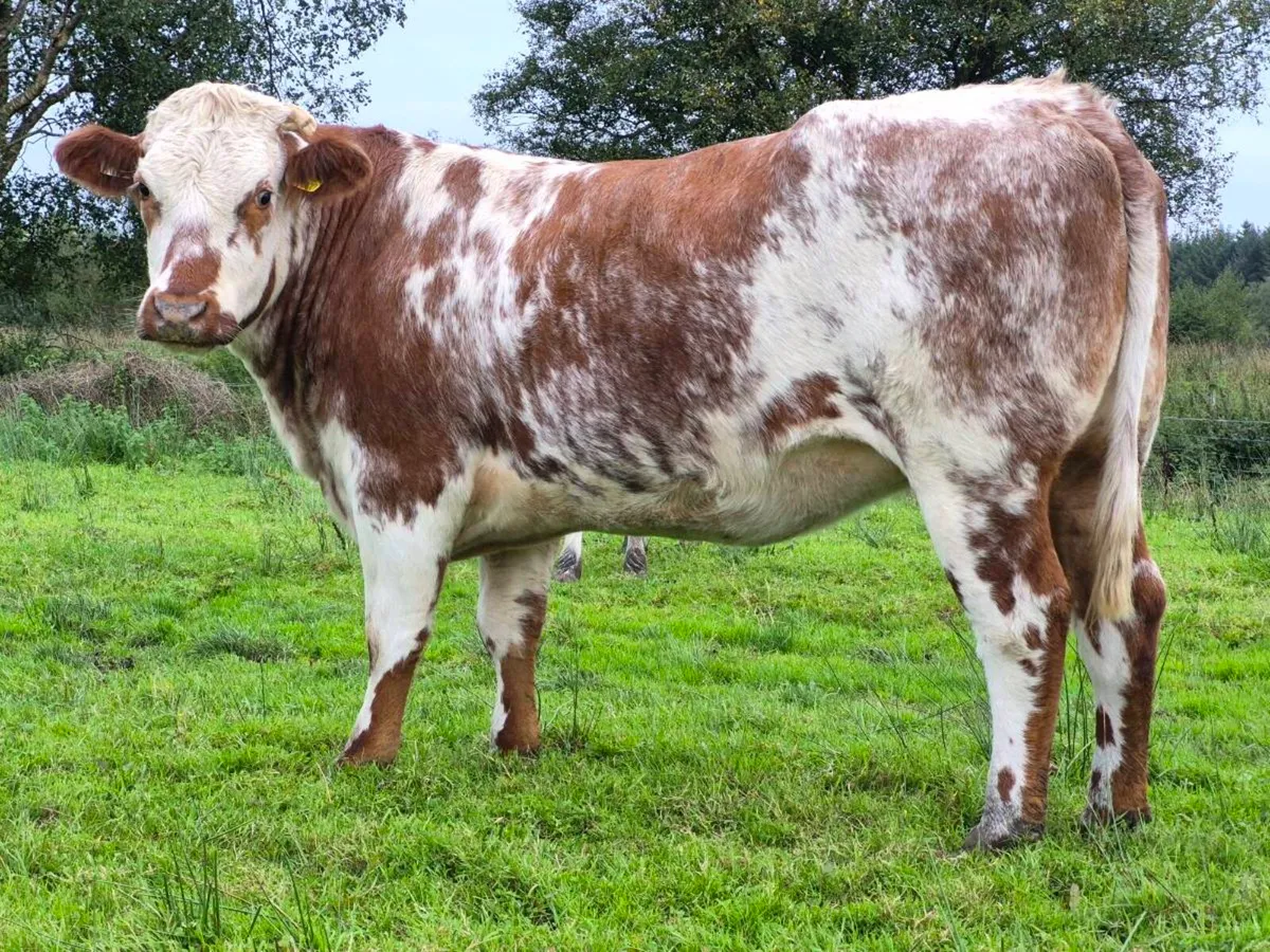 🌟 🌟 In Calf Heifers 🌟 🌟 - Image 4