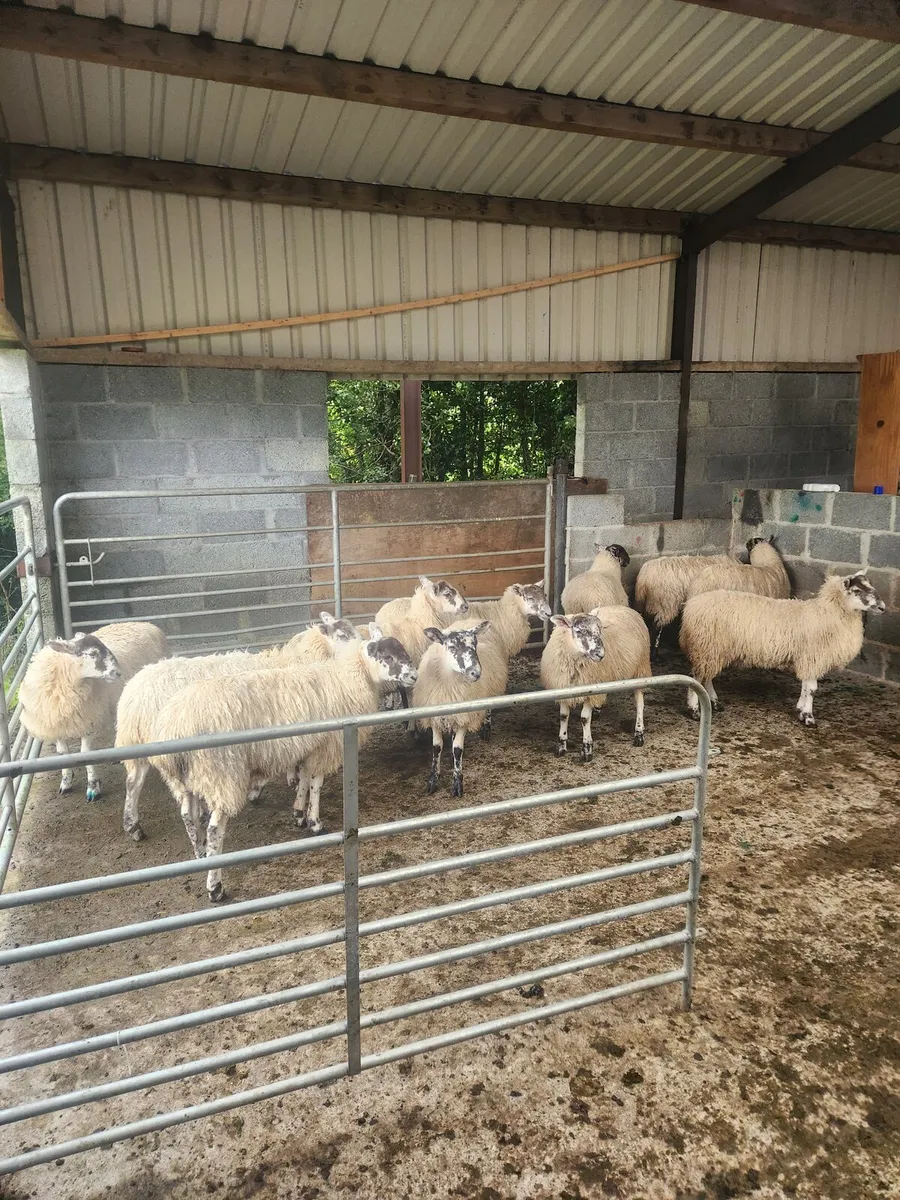 Mule Lambs - Image 2