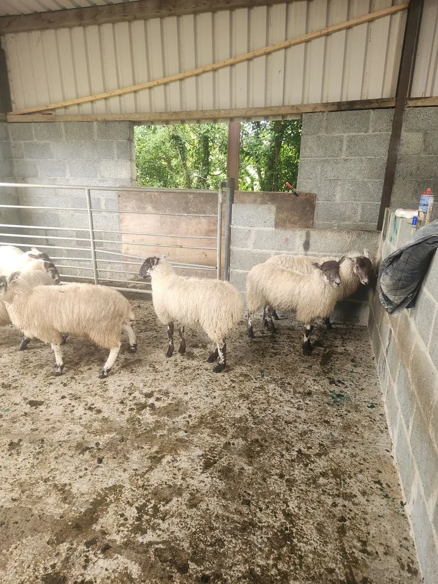 Mule Lambs - Image 3