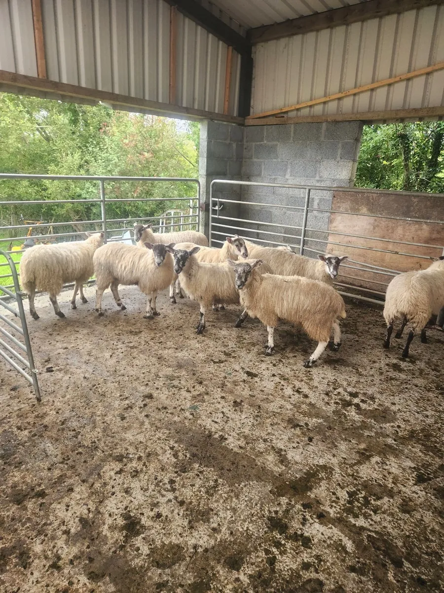 Mule Lambs - Image 1