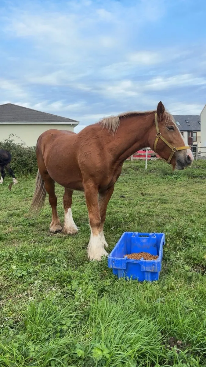 Horse for Sale - Image 2