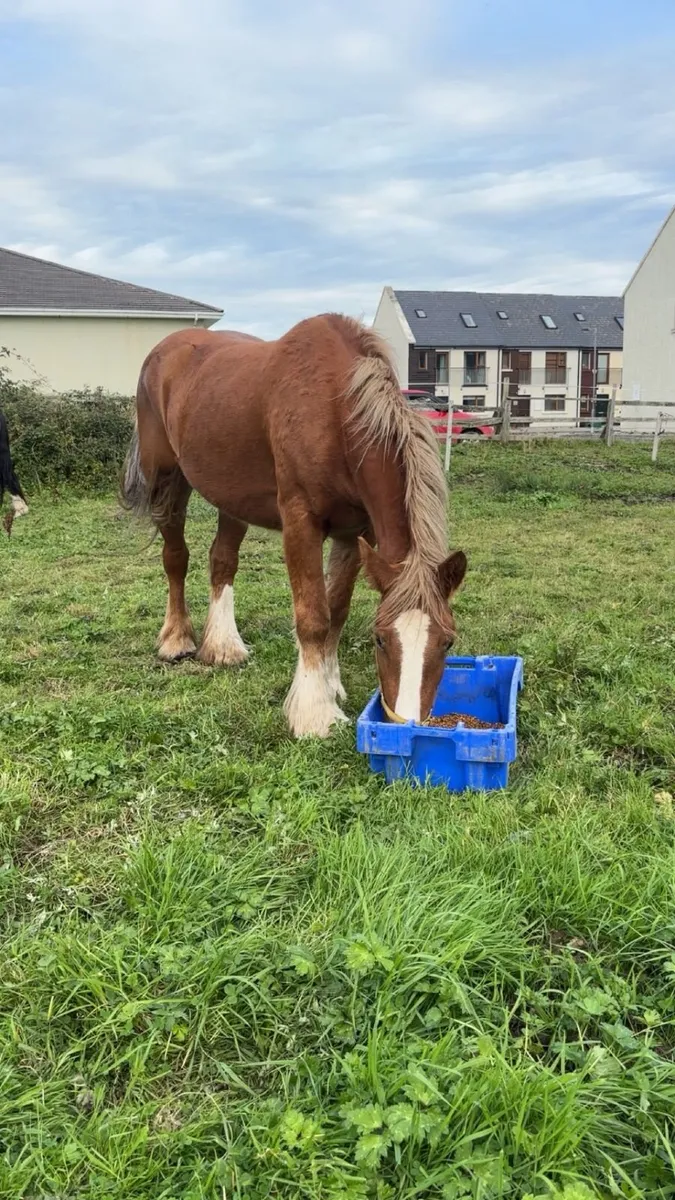 Horse for Sale - Image 4