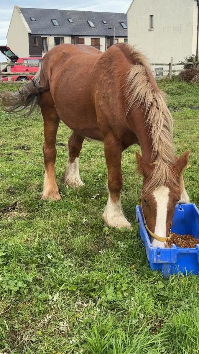 Horse for Sale - Image 3