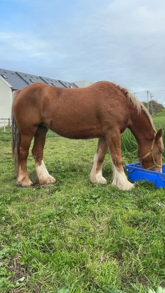 Horse for Sale - Image 1