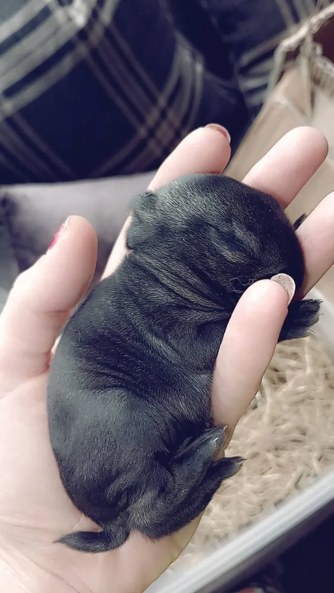 Quality Flemish giants - Image 3
