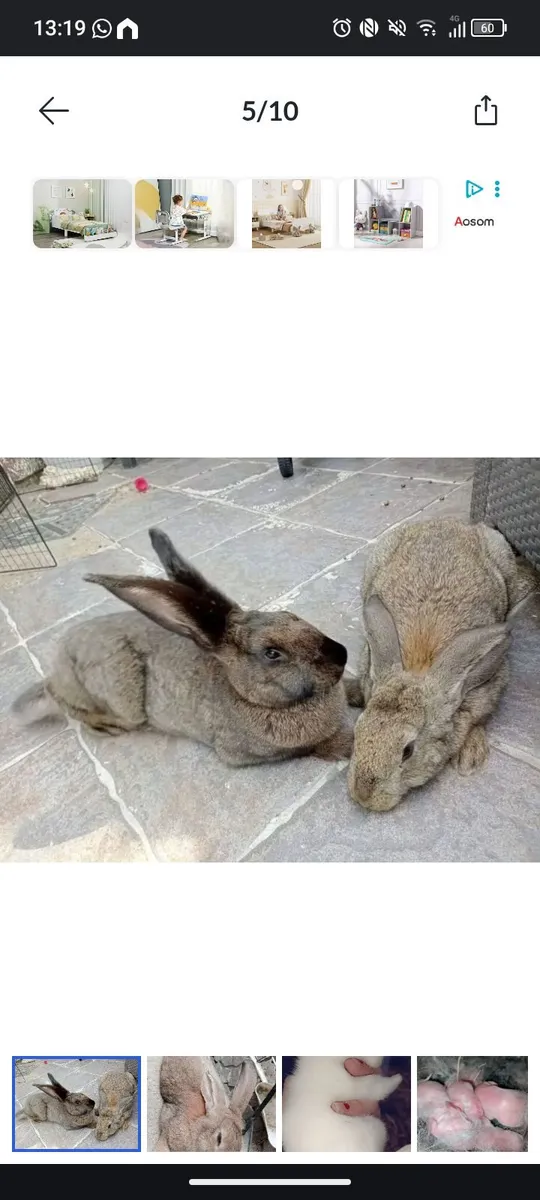 Quality Flemish giants - Image 4