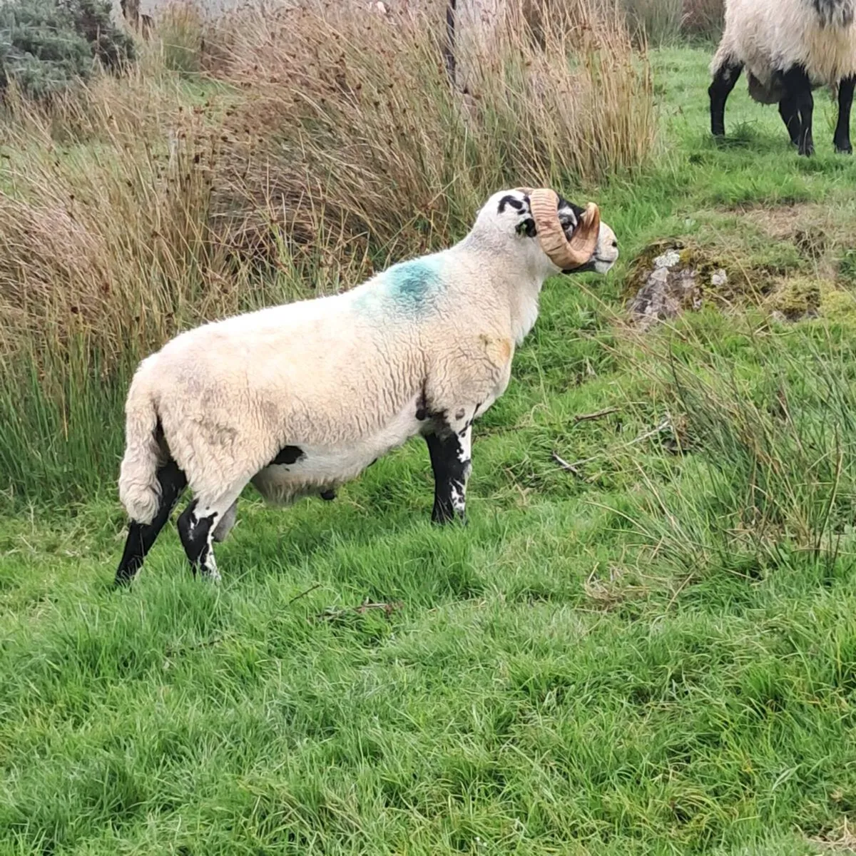 PB Lanark Ram SIS eligible - Image 2