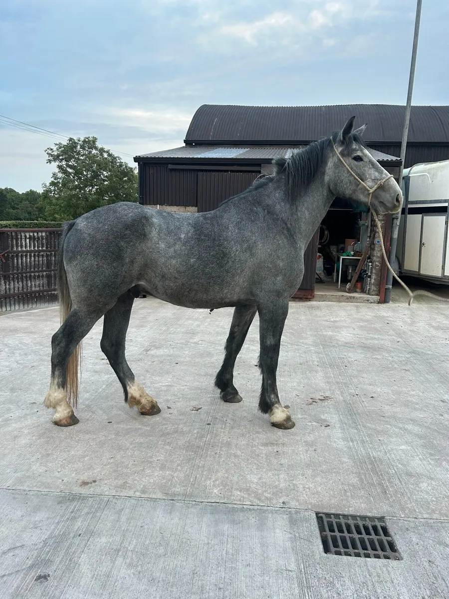 4 year old draft gelding - Image 4
