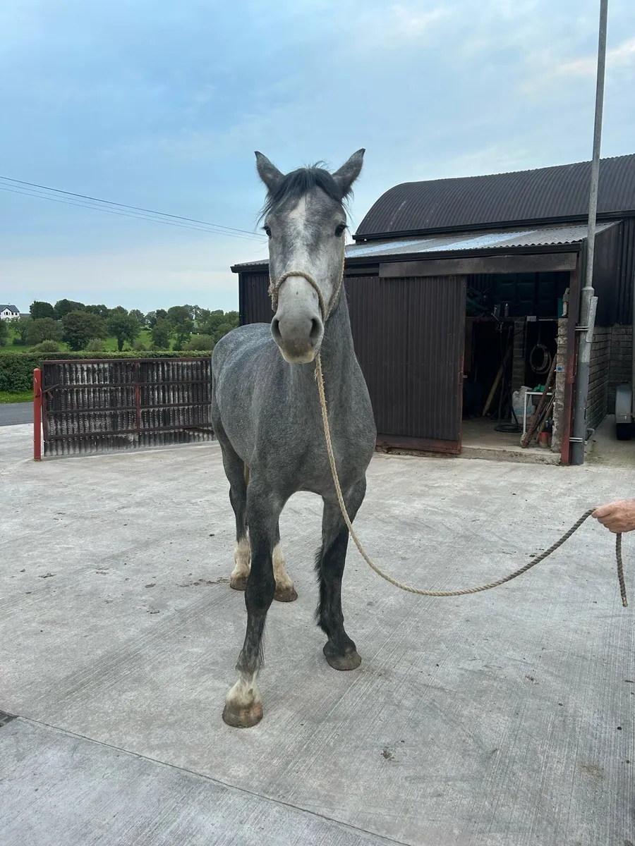 4 year old draft gelding - Image 1