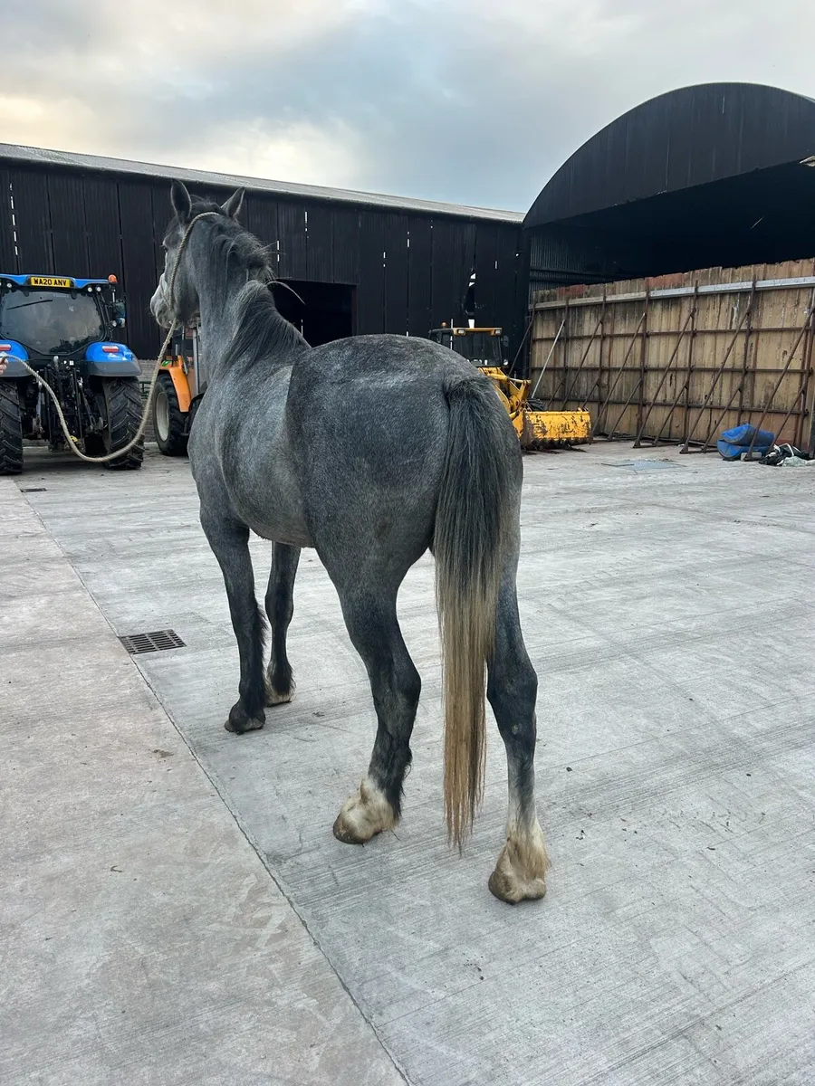 4 year old draft gelding - Image 2