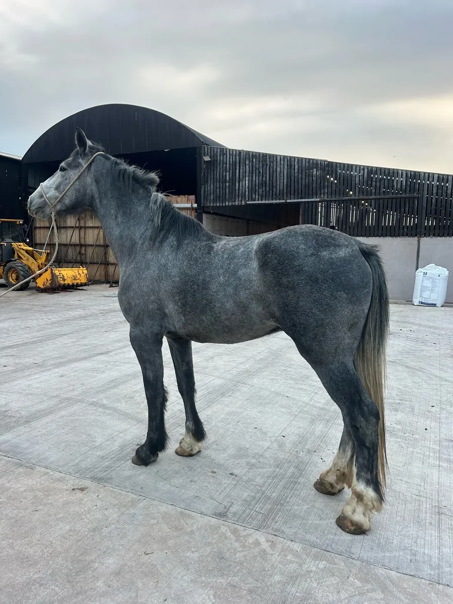4 year old draft gelding - Image 3