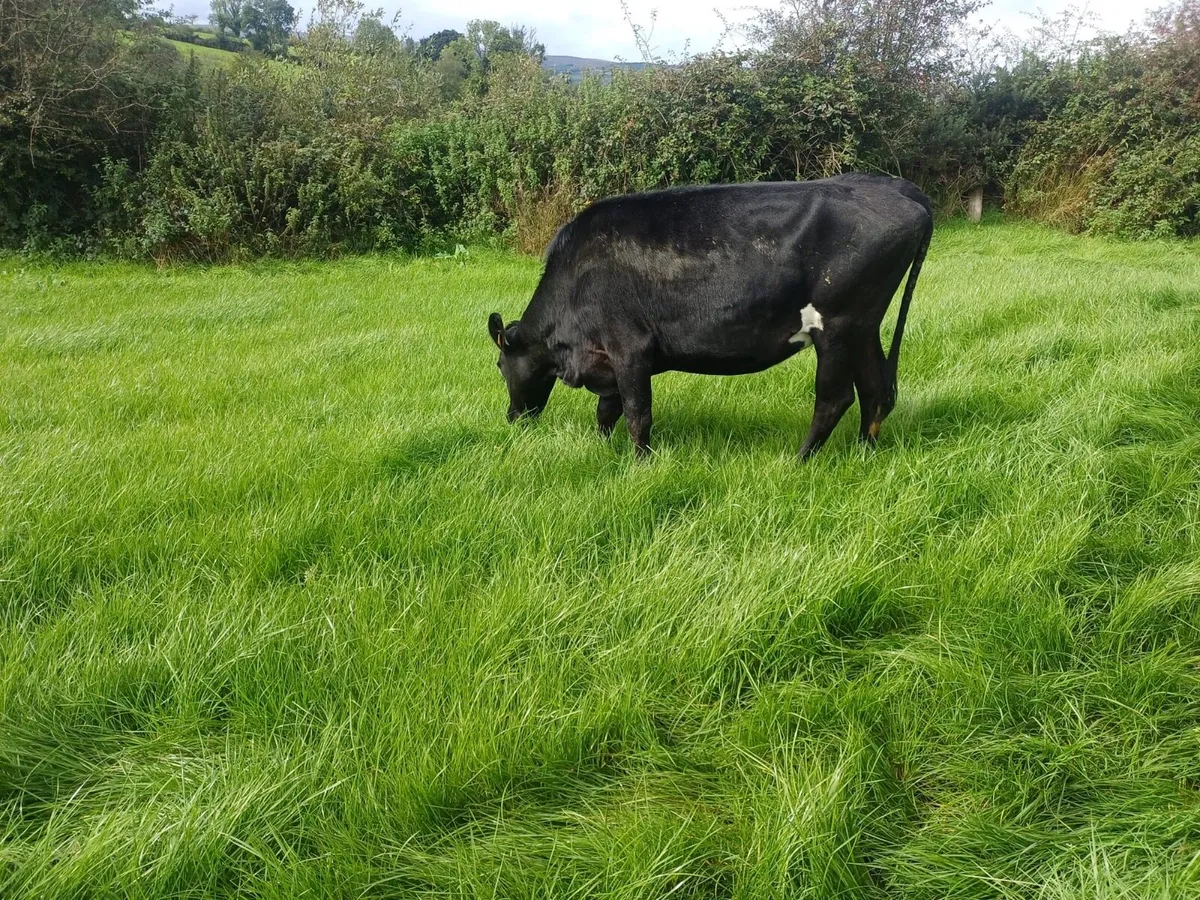 Maiden Heifers - Image 2