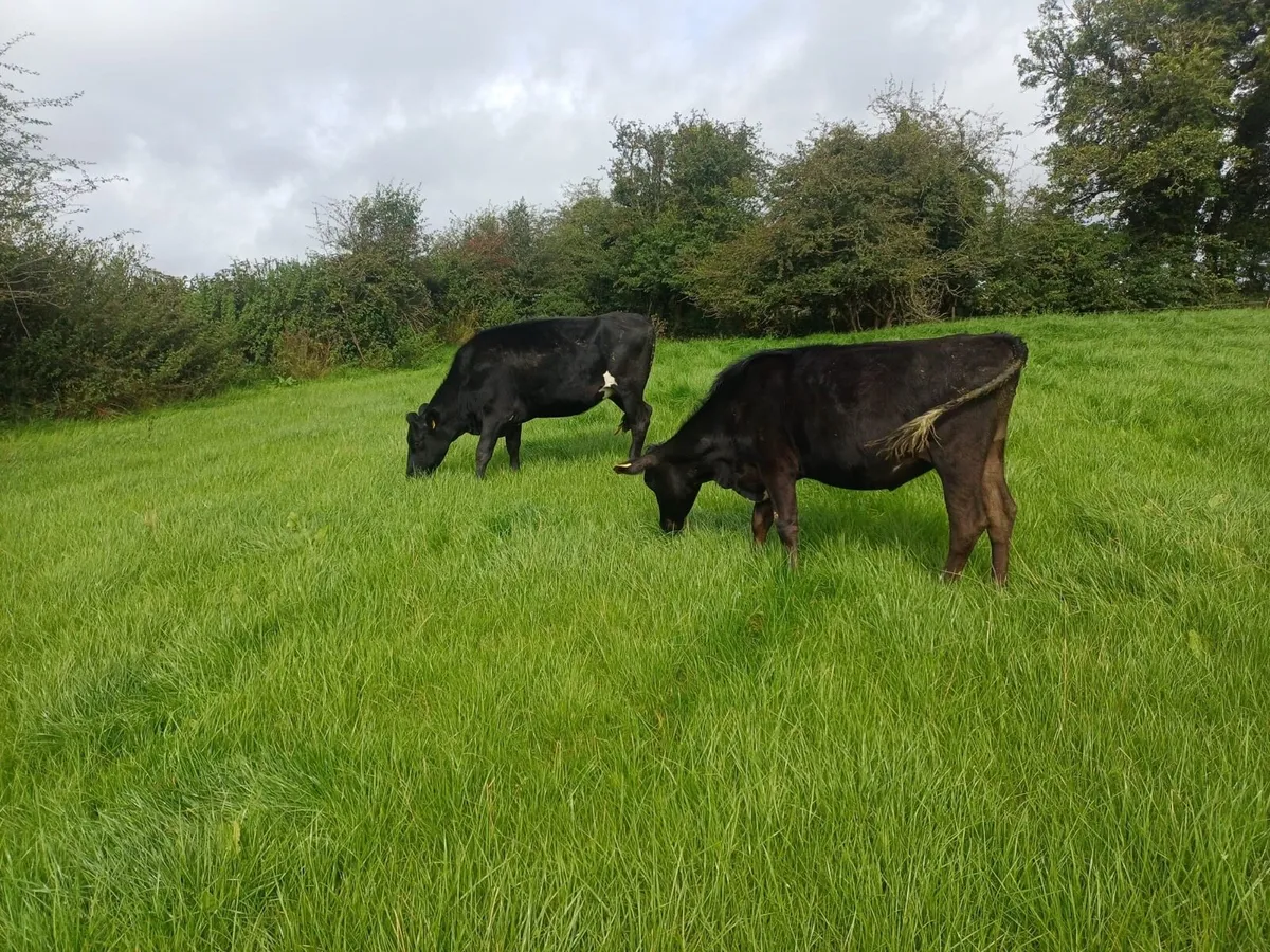 Maiden Heifers - Image 3