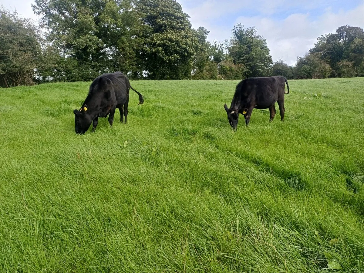 Maiden Heifers - Image 1