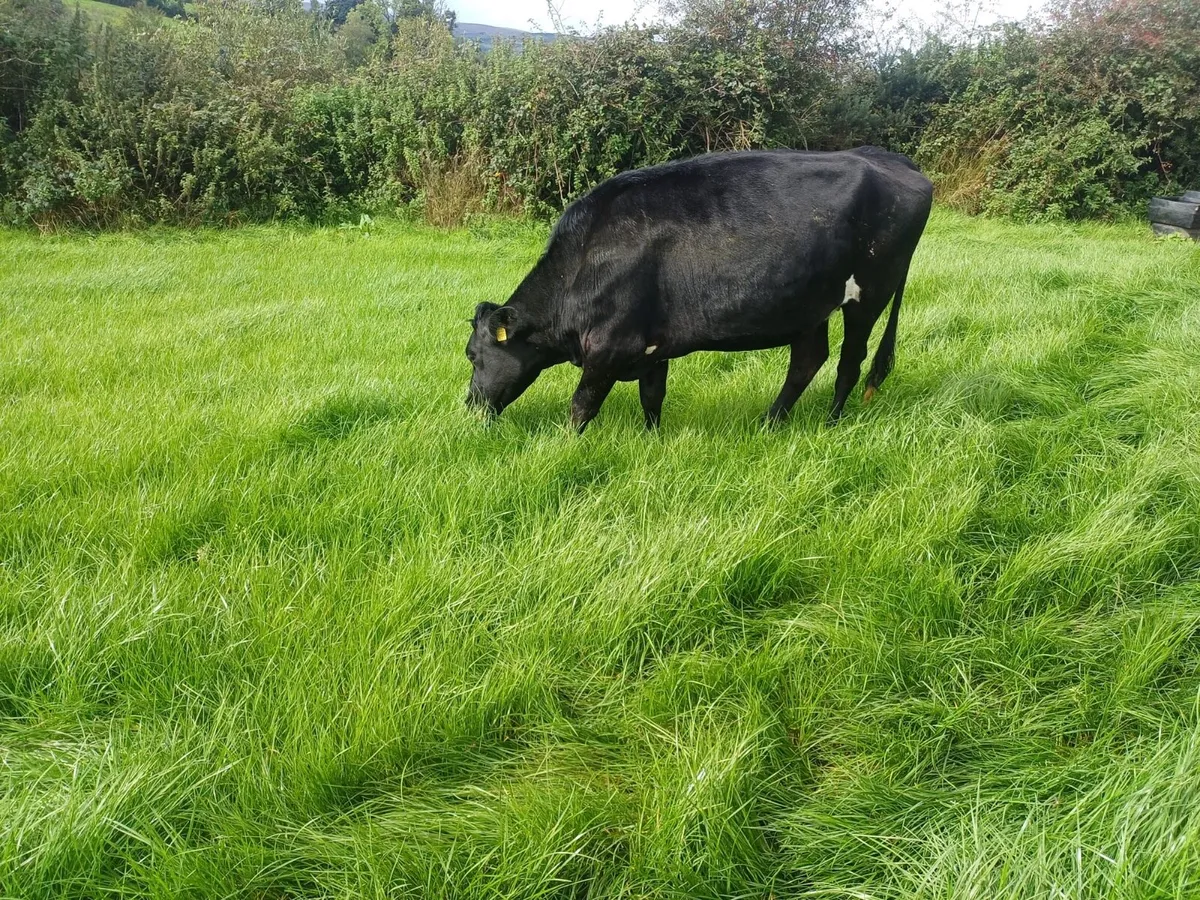 Maiden Heifers - Image 4