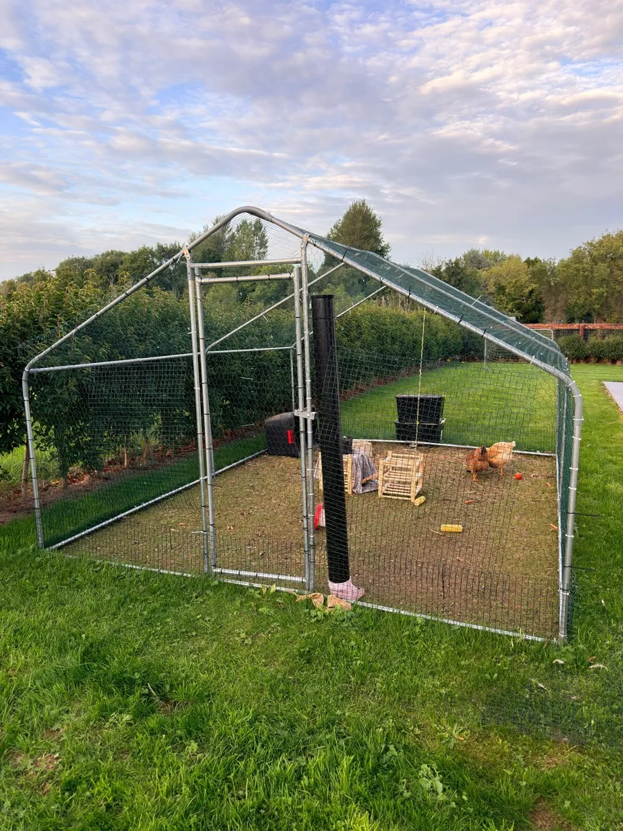 Chicken coop with two hens - Image 3