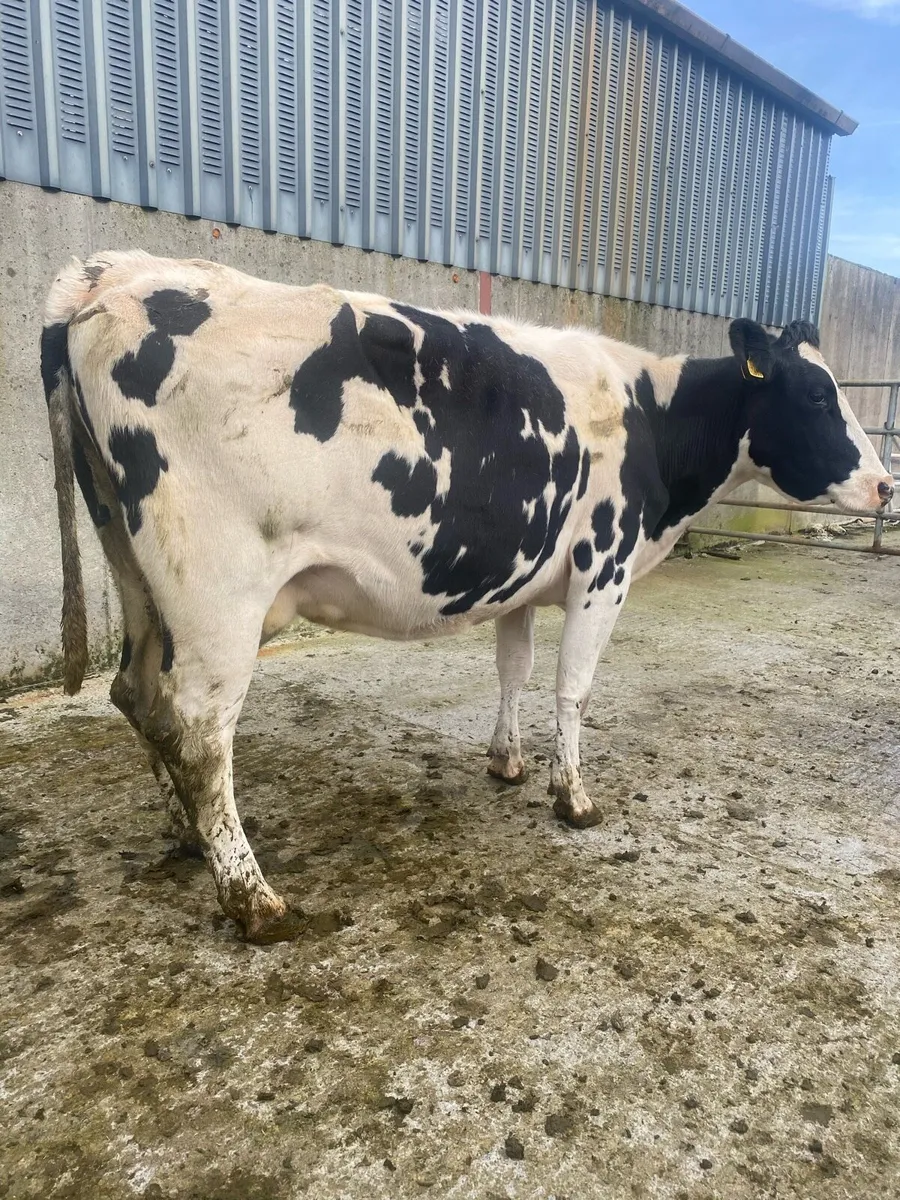 In calf cows - Image 2