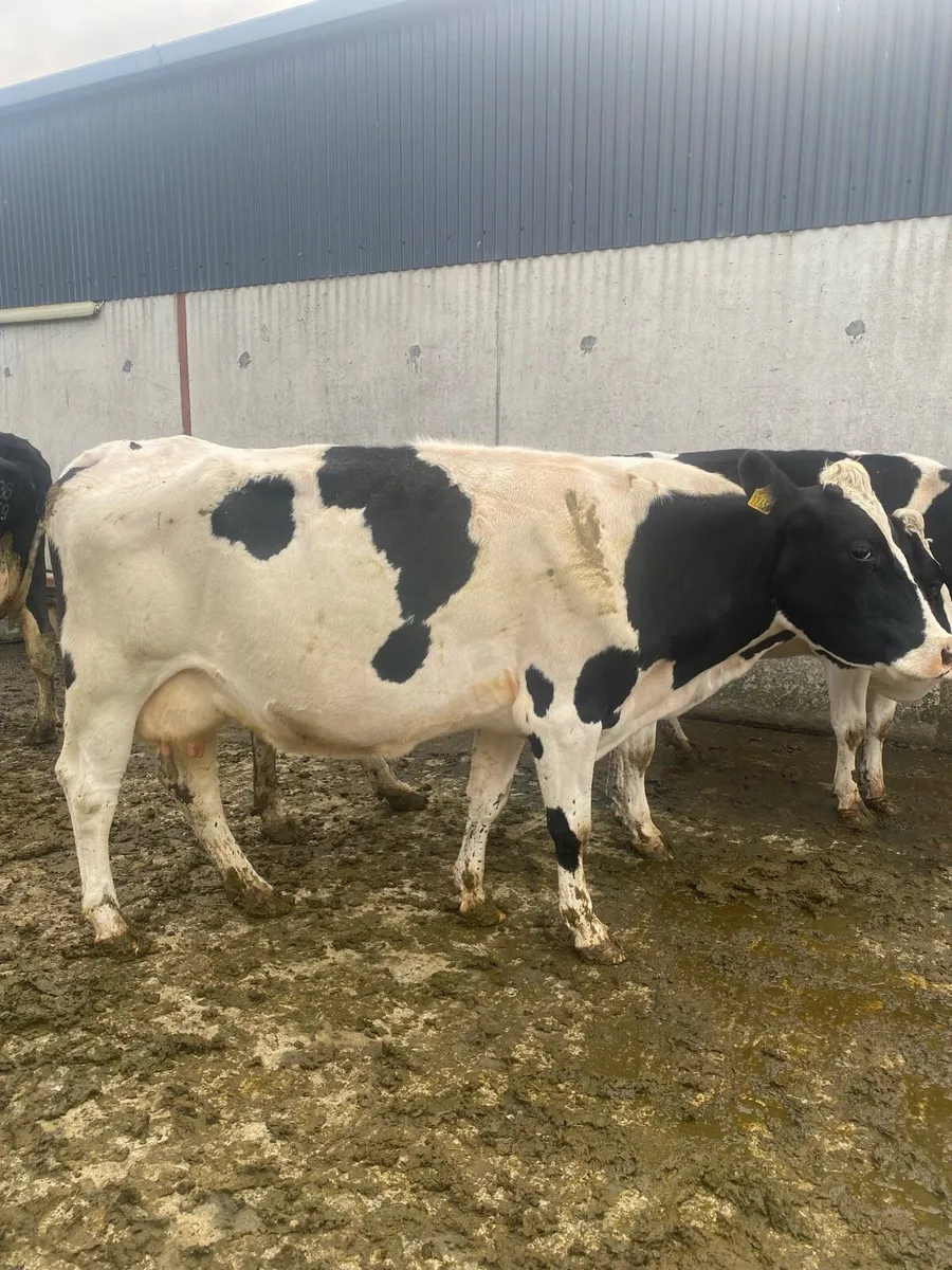 In calf cows - Image 1