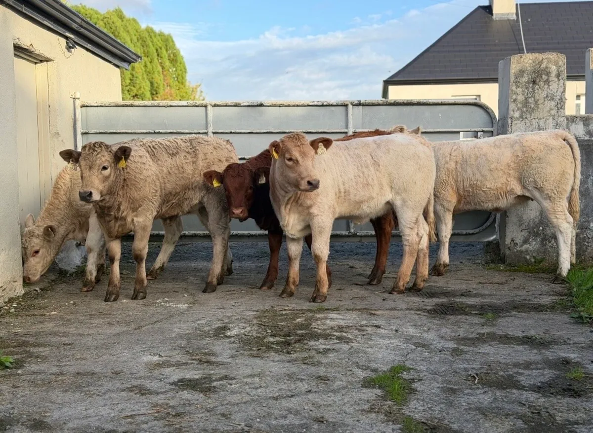 ⭐️5 Super Charlois/Limousine heifer weanlings⭐️ - Image 1