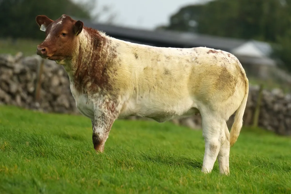 SUPER BREEDING HEIFERS - Ballinrobe Mart 25th Sept - Image 1