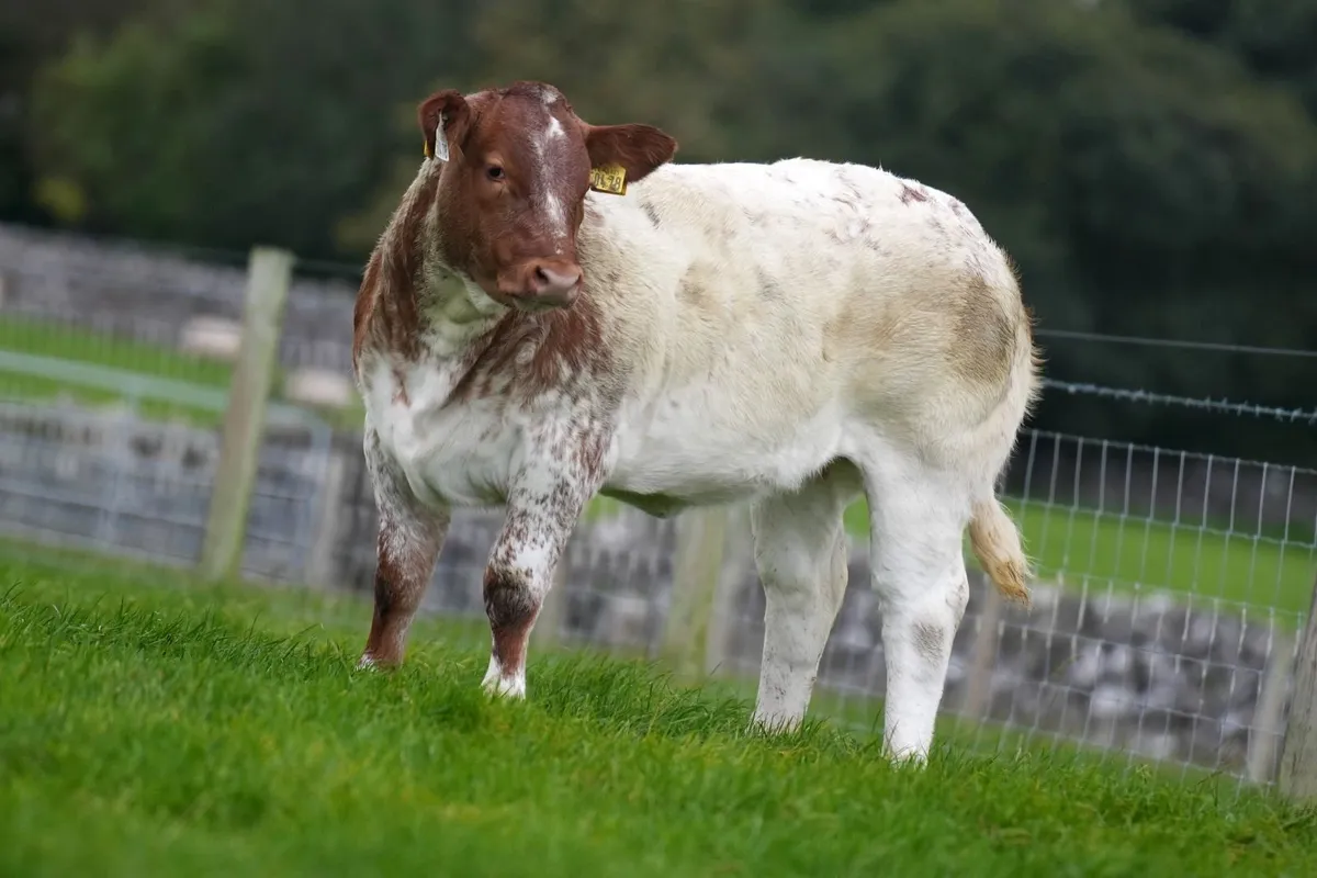 SUPER BREEDING HEIFERS - Ballinrobe Mart 25th Sept - Image 2