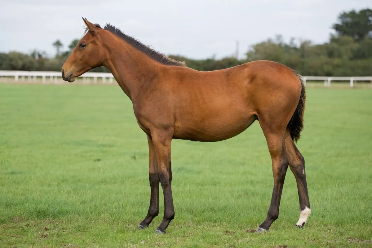 TB filly foal by Mirage Dancer - Image 1