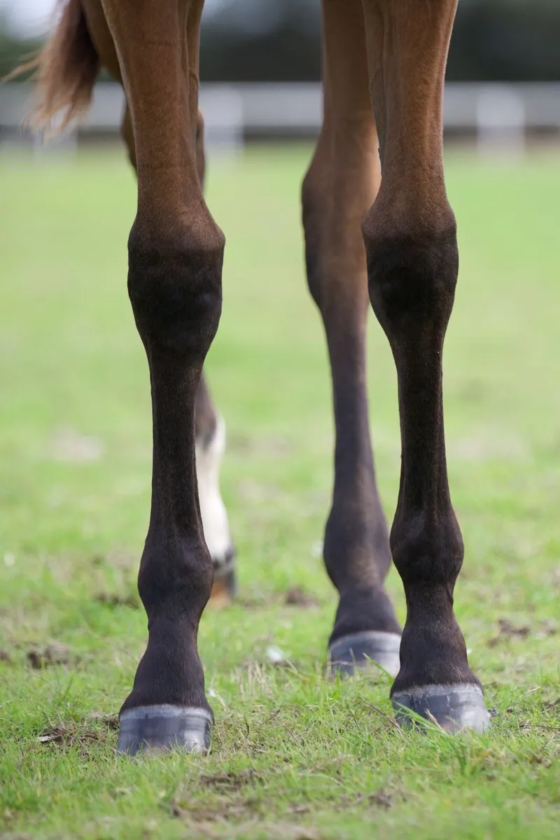 TB filly foal by Mirage Dancer - Image 4