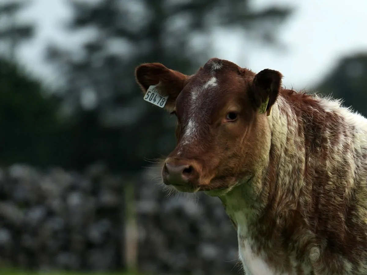 SUPER BREEDING HEIFERS - Ballinrobe Mart 25th Sept - Image 3