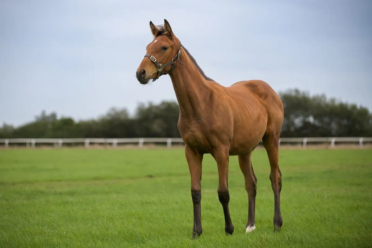 TB filly foal by Mirage Dancer - Image 2