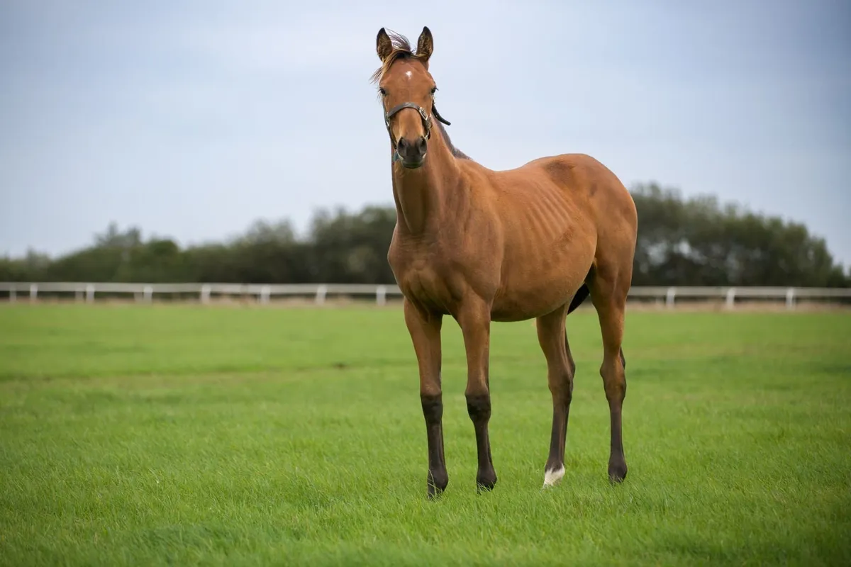 TB filly foal by Mirage Dancer - Image 3