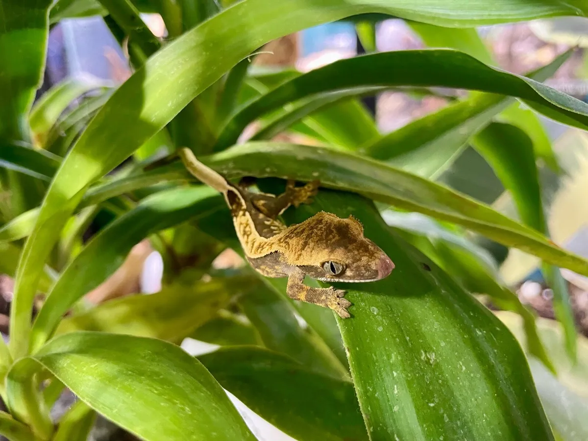 Crested geckos - Image 2