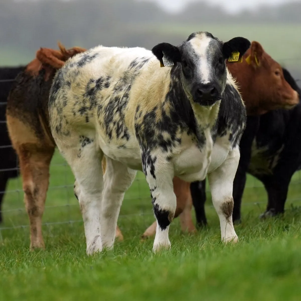 SUPER BREEDING HEIFERS - Ballinrobe Mart 25th Sept - Image 4
