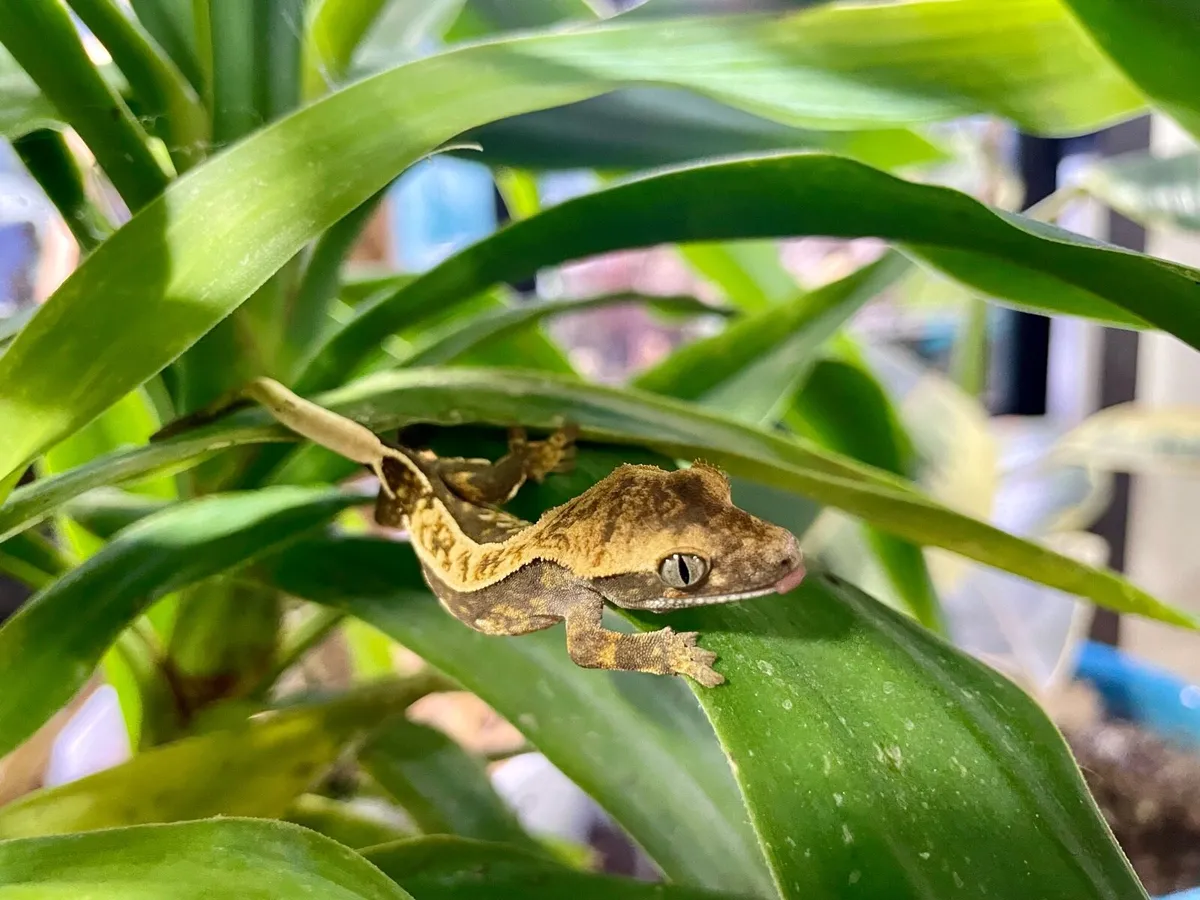Crested geckos - Image 3