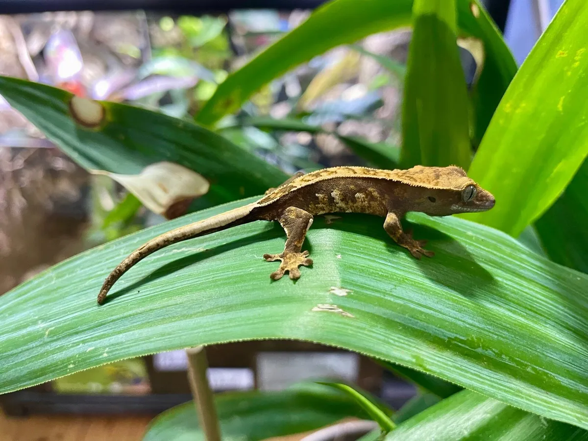 Crested geckos - Image 4