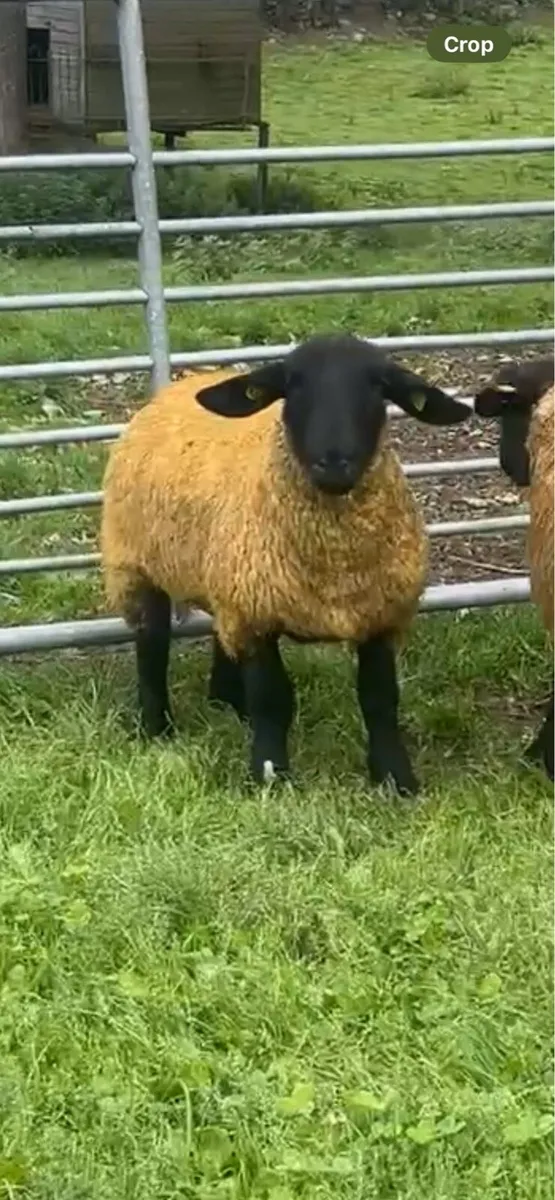 Suffolk and Sufftex ewe lambs - Image 2