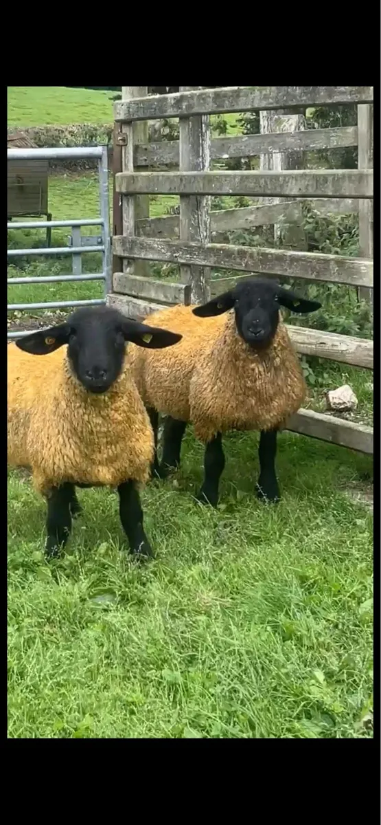Suffolk and Sufftex ewe lambs - Image 3