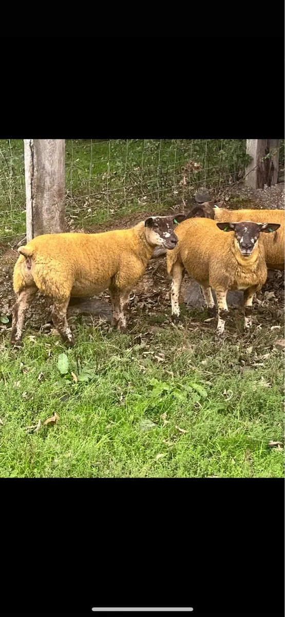 Suffolk and Sufftex ewe lambs - Image 4